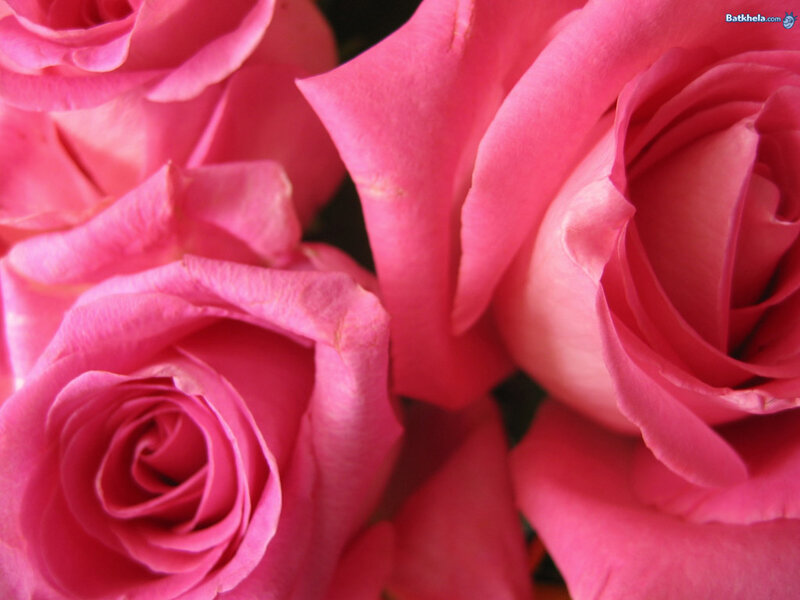 Pink Roses in Bloom — Calm, Photograph, Flowers, Petals