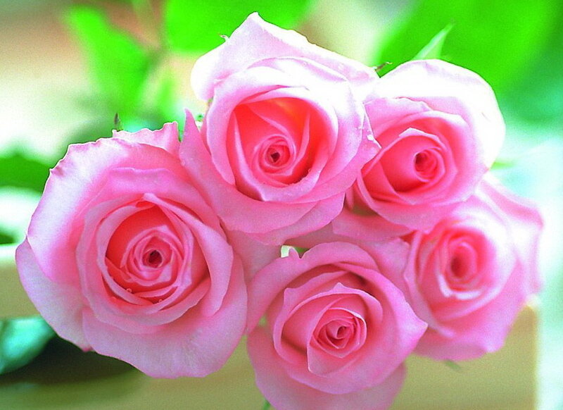 Pink Roses in Bloom — Calm, Photograph, Flowers