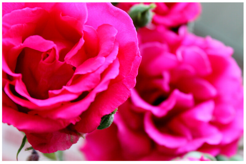 Pink Roses in Bloom — Calm, Photograph, Green Leaves, Buds
