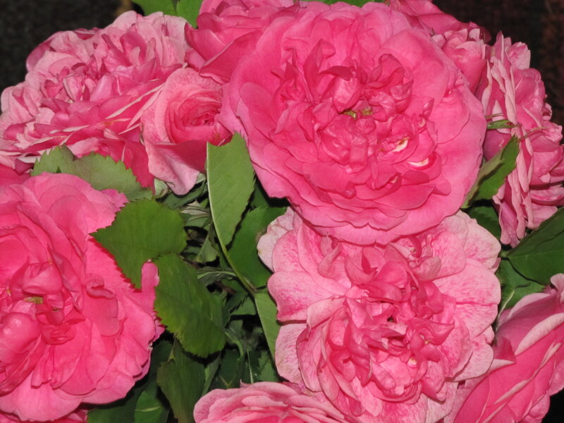 Pink Roses in Bloom — Calm, Photograph, Green Leaves