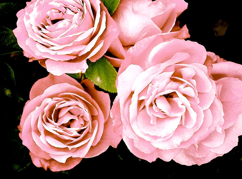 Pink Roses in Bloom — Calm, Photograph, Leaves