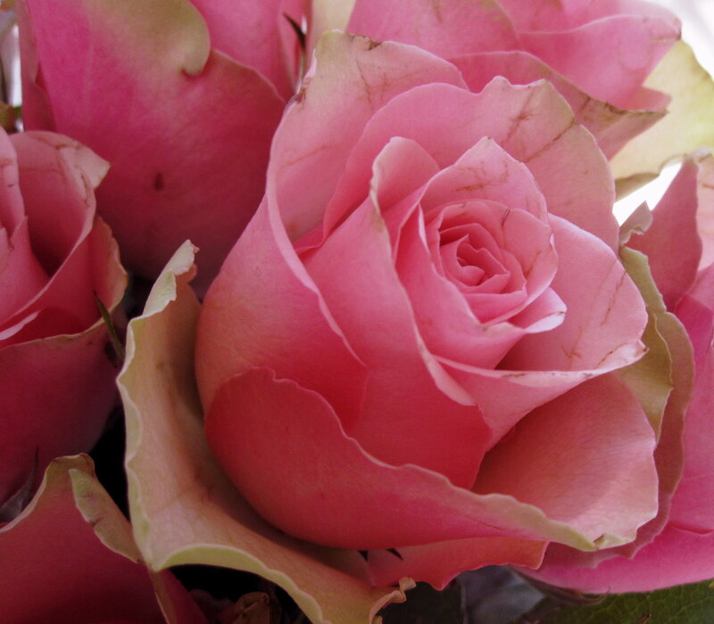 Pink Roses in Bloom — Calm, Photograph, Petals, Buds, Leaves