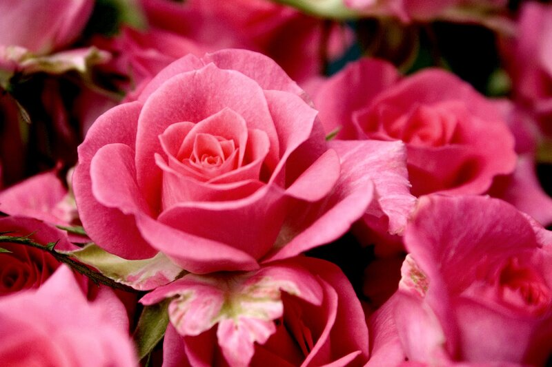 Pink Roses in Bloom — Calm, Photograph, Petals, Leaves
