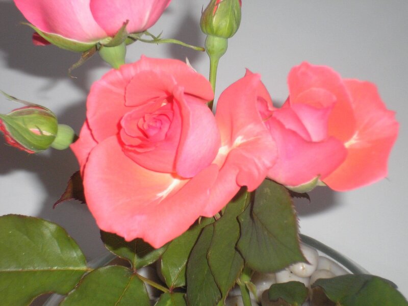 Pink Roses in Bloom — Calm, Photograph