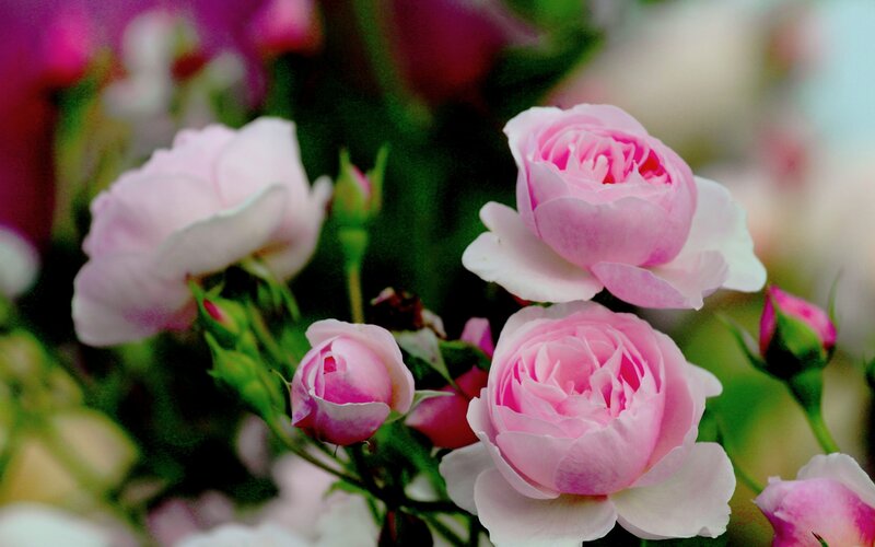 Pink Roses in Bloom — Calm, Spring, Photograph, Buds, Green Leaves