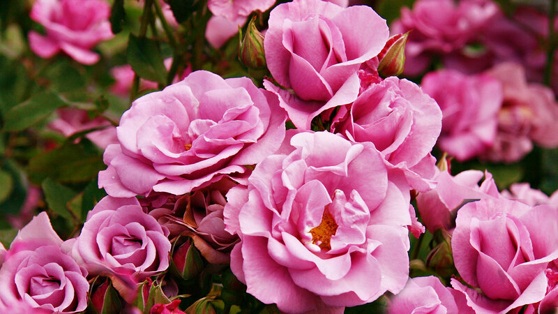 Pink Roses in Bloom — Calm, Spring, Photograph, Buds, Leaves, Garden