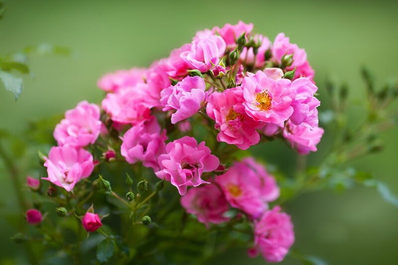 Pink Roses in Bloom — Calm, Spring, Photograph, Buds, Leaves, Green Background
