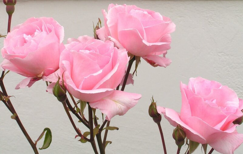 Pink Roses in Bloom — Calm, Spring, Photograph, Buds, Stems