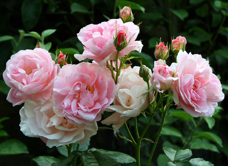 Pink Roses in Bloom — Calm, Spring, Photograph, Buds