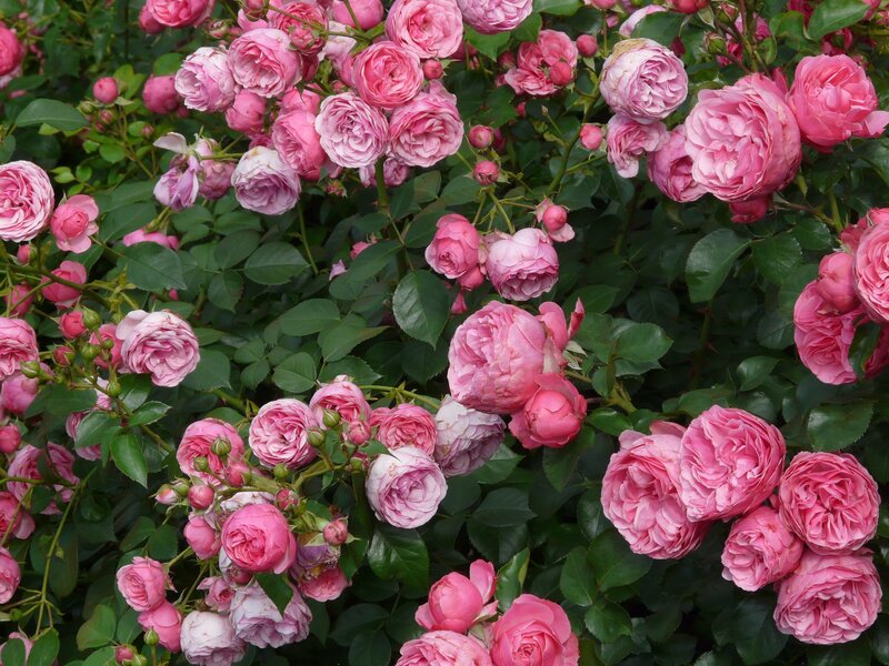 Pink Roses in Bloom — Calm, Spring, Photograph, Bush