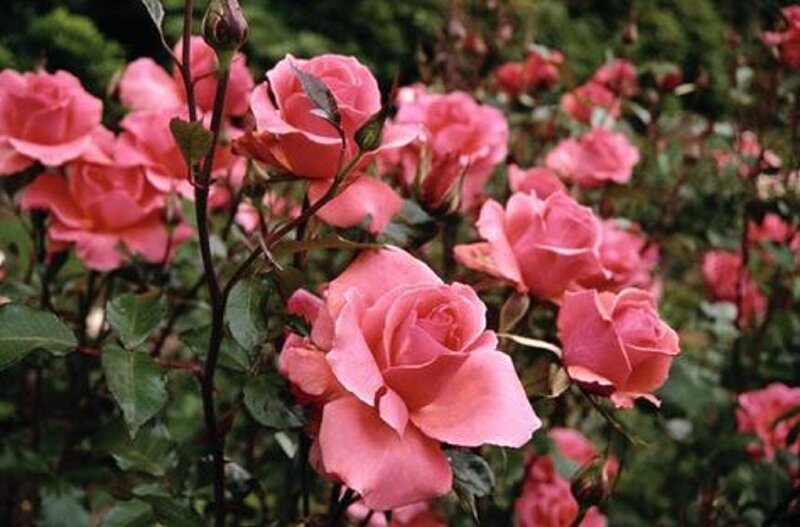 Pink Roses in Bloom — Calm, Spring, Photograph, Bushes