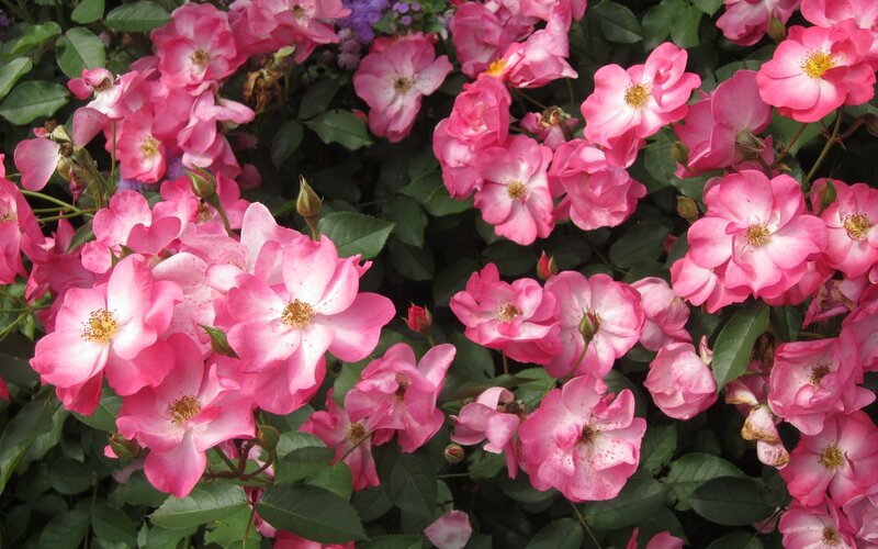 Pink Roses in Bloom — Calm, Spring, Photograph, Flowers, Buds, Leaves