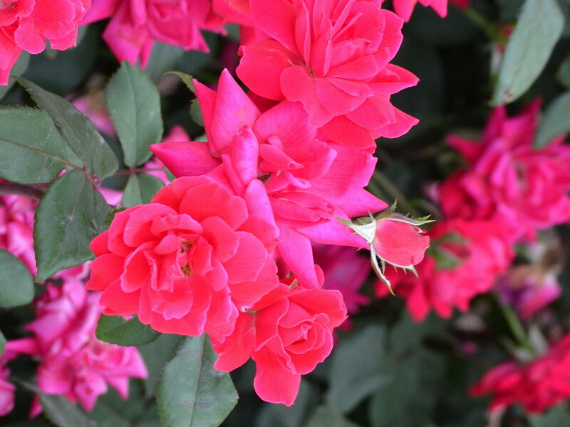 Pink Roses in Bloom — Calm, Spring, Photograph, Flowers, Leaves, Buds