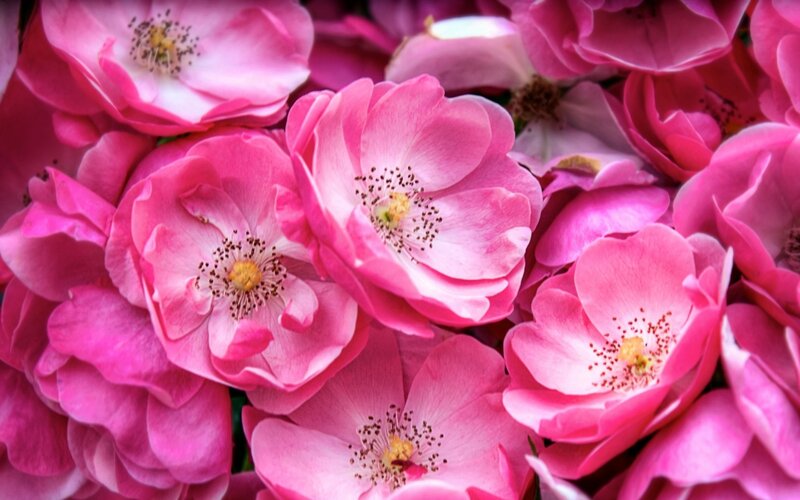 Pink Roses in Bloom — Calm, Spring, Photograph, Flowers, Petals