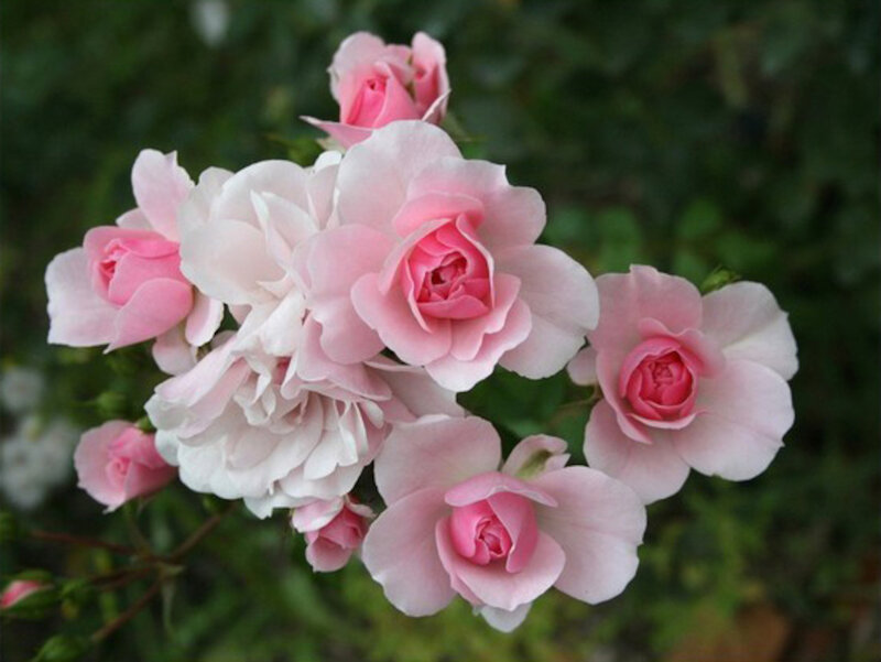 Pink Roses in Bloom — Calm, Spring, Photograph, Green Leaves, Bud