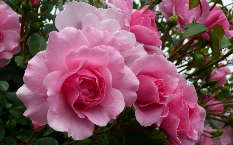 Pink Roses in Bloom — Calm, Spring, Photograph, Green Leaves, Buds