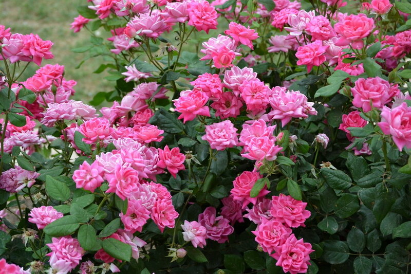 Pink Roses in Bloom — Calm, Spring, Photograph, Green Leaves, Bush