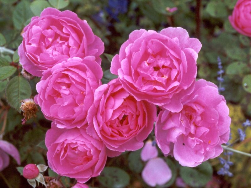 Pink Roses in Bloom — Calm, Spring, Photograph, Green Leaves, Unopened Bud
