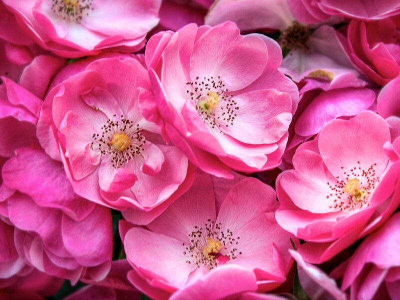 Pink Roses in Bloom — Calm, Spring, Photograph, Petals, Stamen, Center