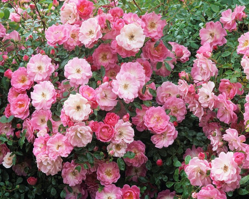 Pink Roses in Bloom — Calm, Spring, Photograph
