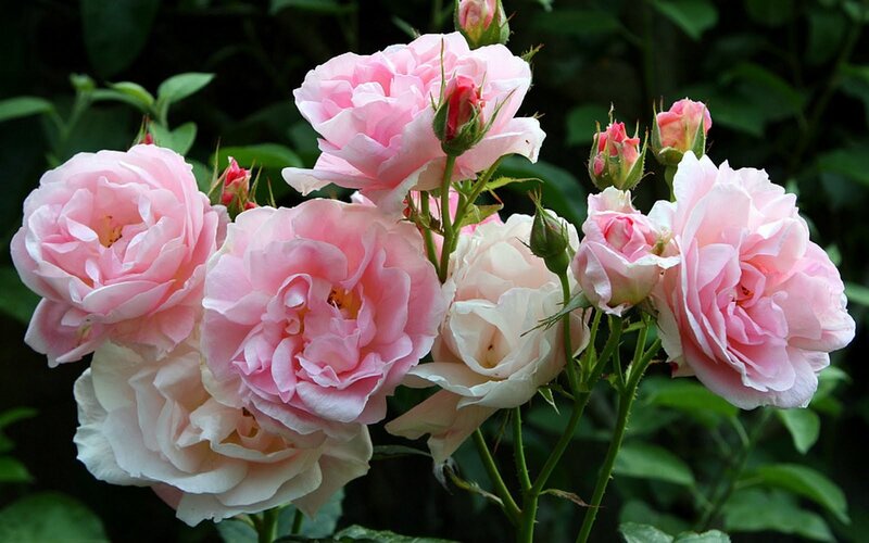 Pink Roses in Bloom — Calm, Spring