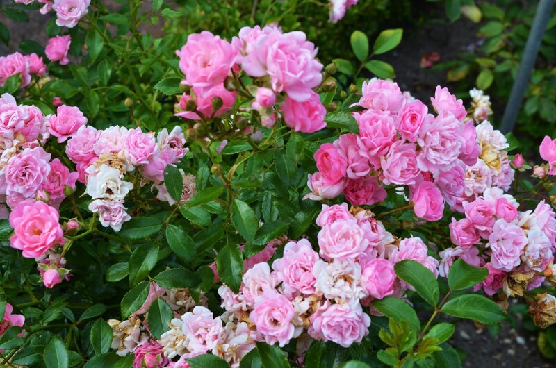 Pink Roses in Bloom — Calm, Summer, Photograph, Green Leaves