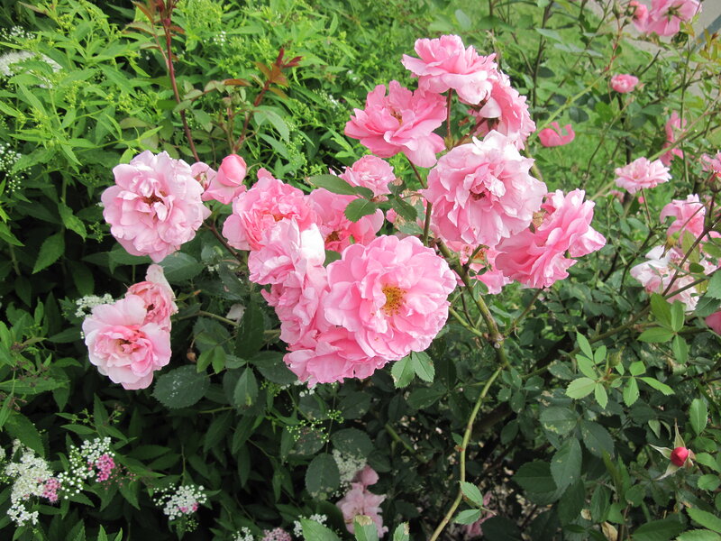 Pink Roses in Bloom — Calm, Summer, Photograph