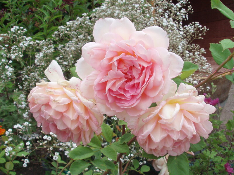 Pink Roses in Bloom — Calm, Summer