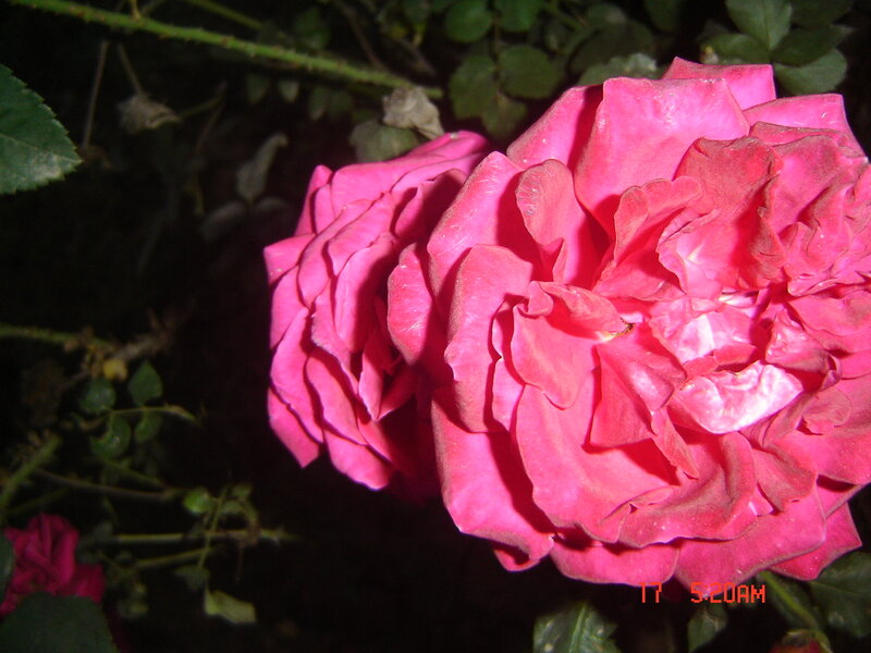 Pink Roses in Bloom — Dark