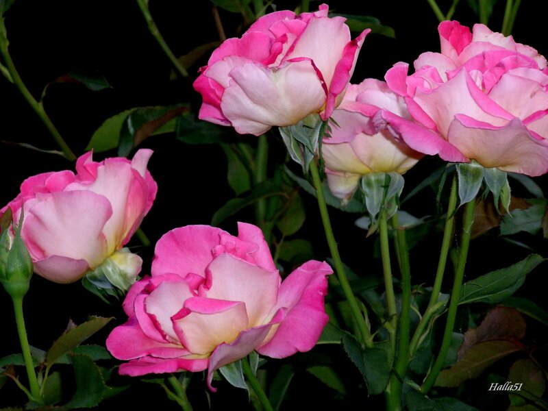 Pink Roses in Bloom — Dramatic, Night, Photograph, Green Leaves