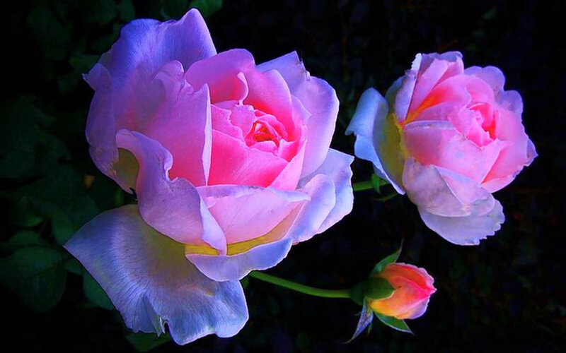 Pink Roses in Bloom — Dramatic, Night, Photograph