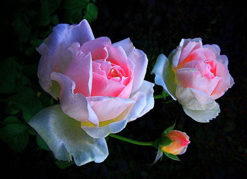 Pink Roses in Bloom — Dramatic, Night