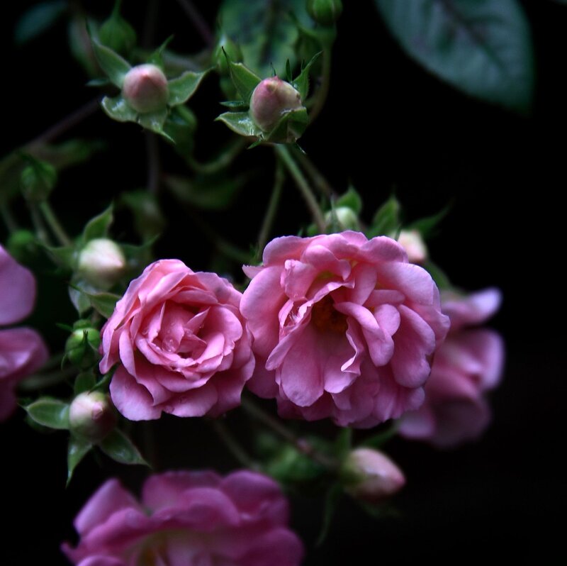 Pink Roses in Bloom — Dramatic, Photograph, Buds, Leaves, Dark Background