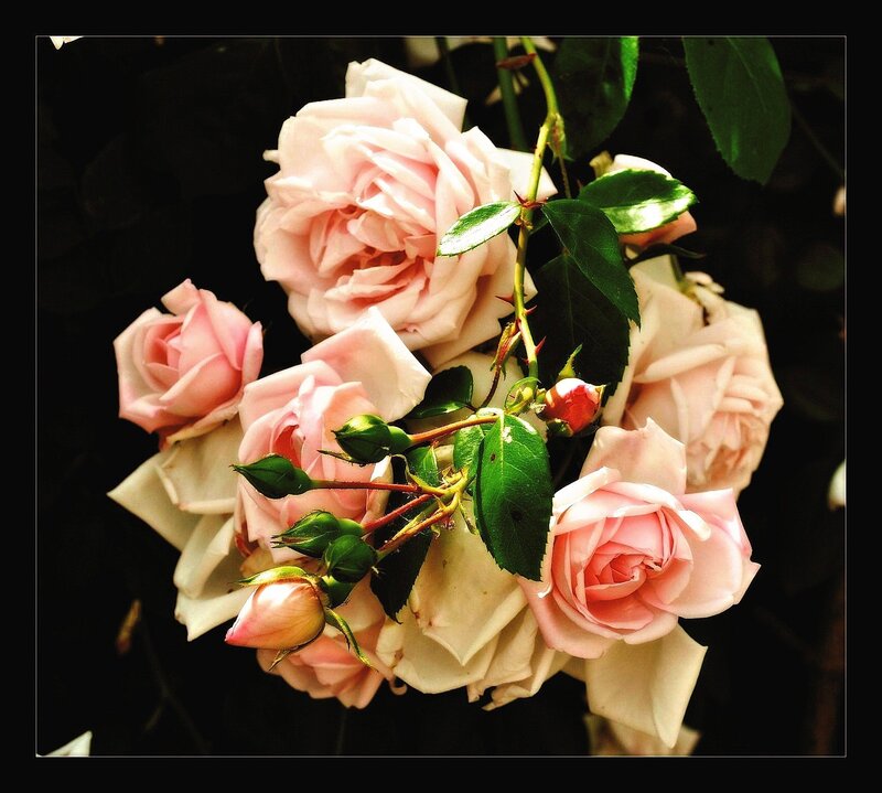 Pink Roses in Bloom — Dramatic, Photograph, Buds, Leaves