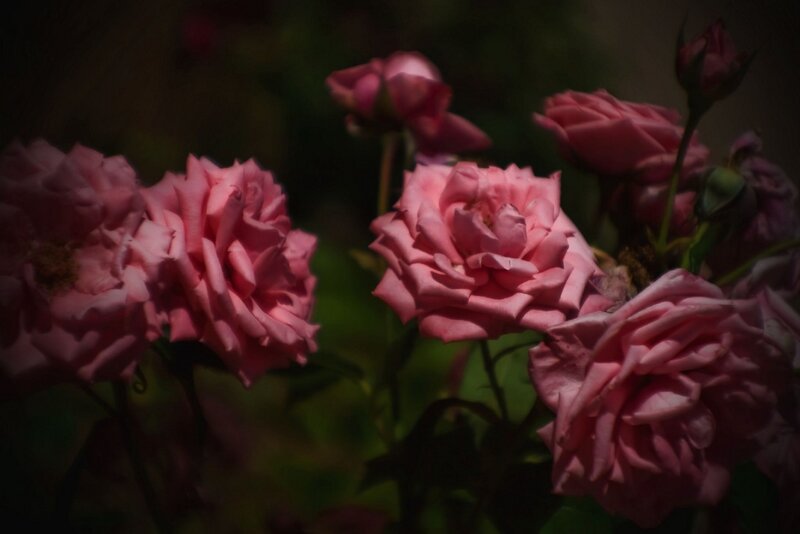 Pink Roses in Bloom — Dramatic, Photograph, Buds