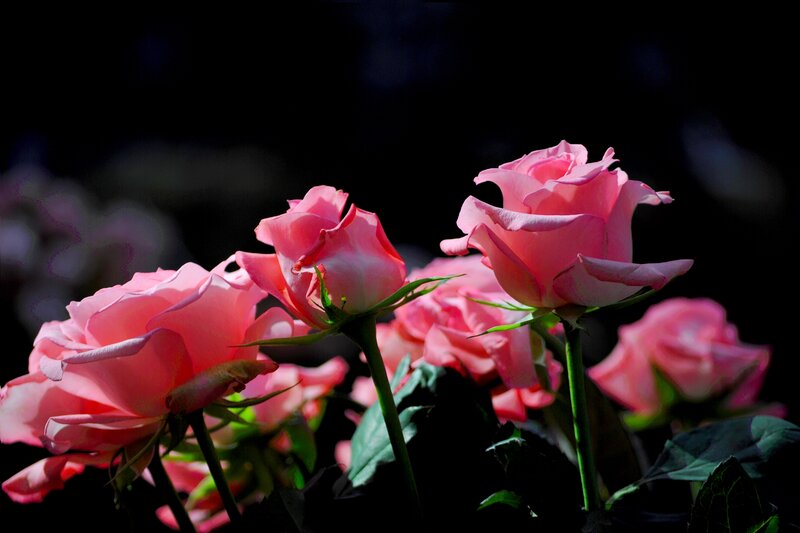 Pink Roses in Bloom — Dramatic, Photograph, Flowers, Stems