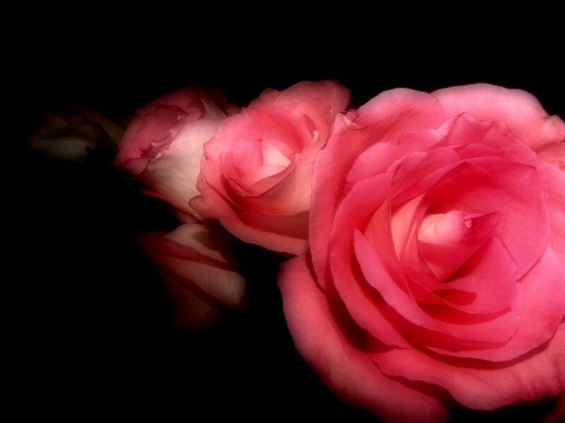 Pink Roses in Bloom — Dramatic, Photograph, Flowers