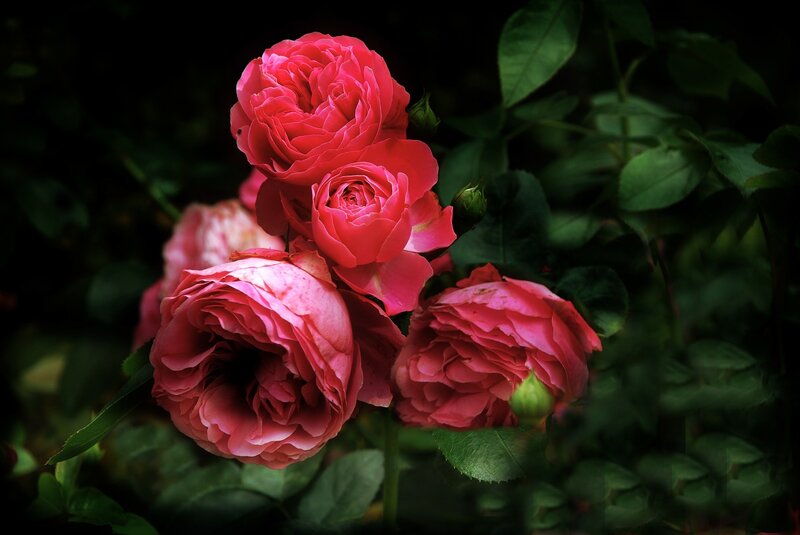 Pink Roses in Bloom — Dramatic, Photograph, Green Leaves