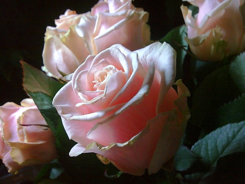 Pink Roses in Bloom — Dramatic, Photograph, Leaves
