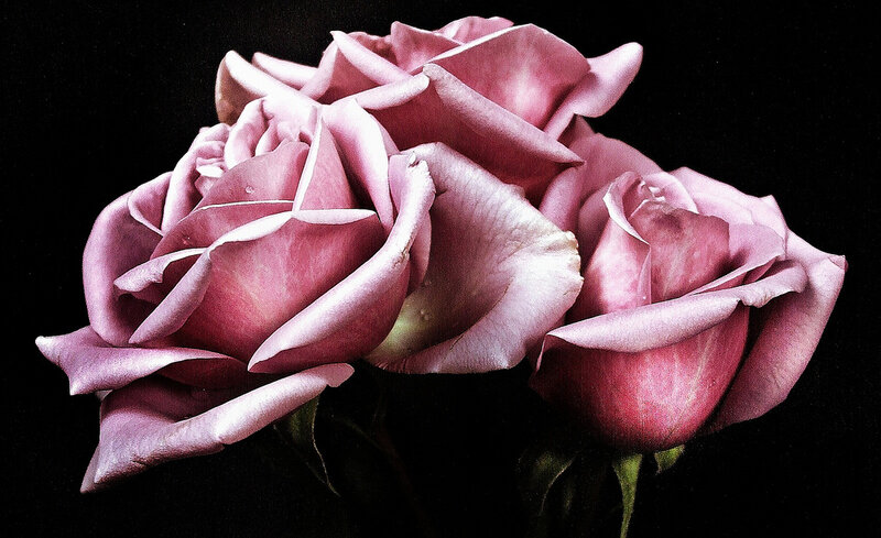 Pink Roses in Bloom — Dramatic, Photograph, Petals