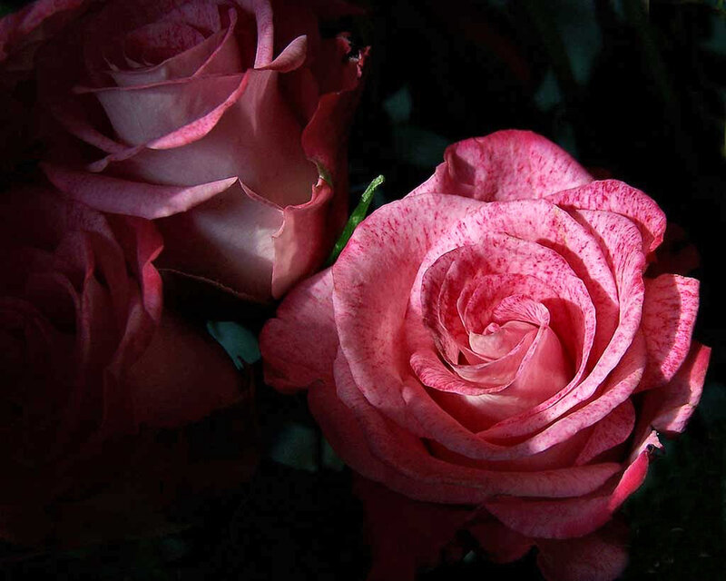 Pink Roses in Bloom — Dramatic, Photograph