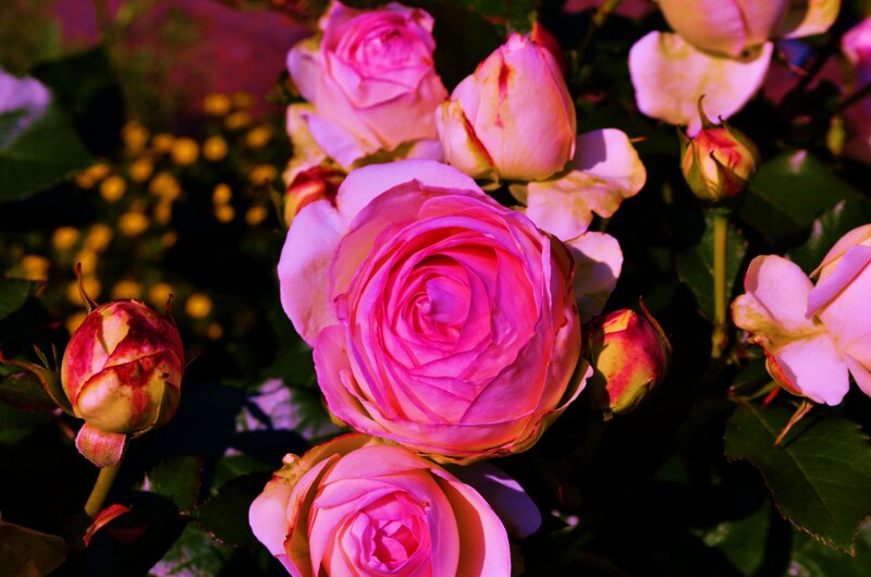 Pink Roses in Bloom — Dramatic, Sunset