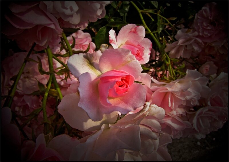 Pink Roses in Bloom — Dramatic