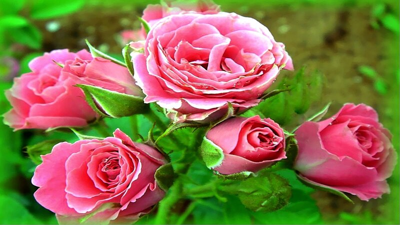 Pink Roses in Bloom — Flower Buds