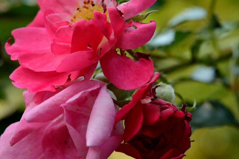 Pink Roses in Bloom — Natural, Spring