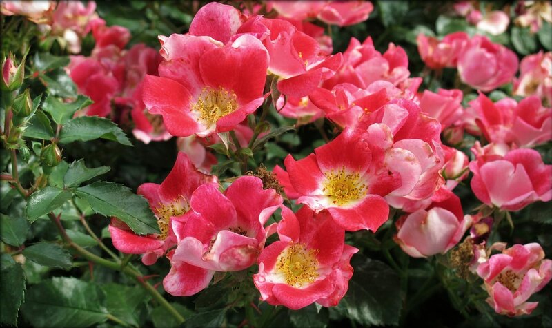 Pink Roses in Bloom — Natural, Summer, Photograph, Flowers