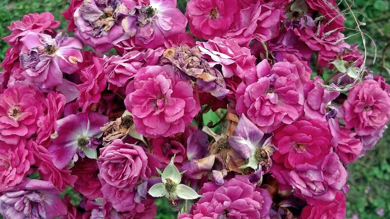 Pink Roses in Bloom — Natural, Summer, Photograph