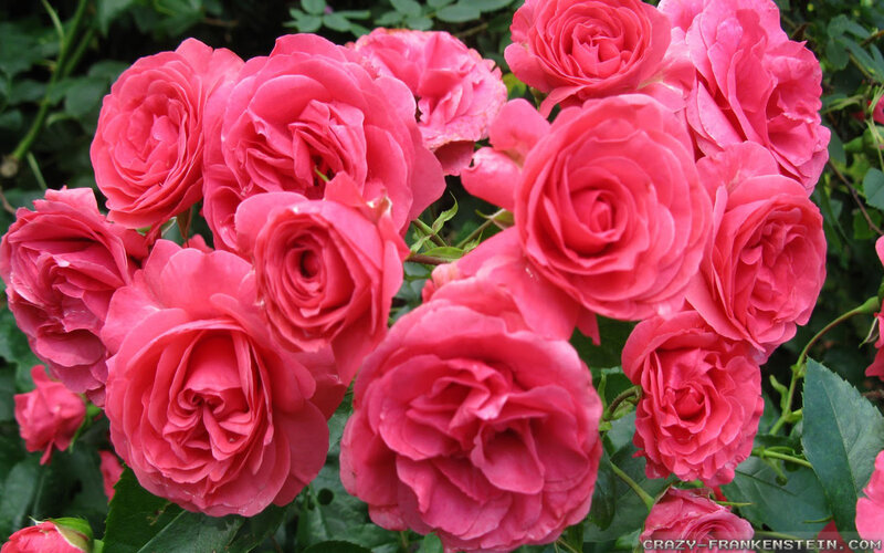 Pink Roses in Bloom — Natural, Summer