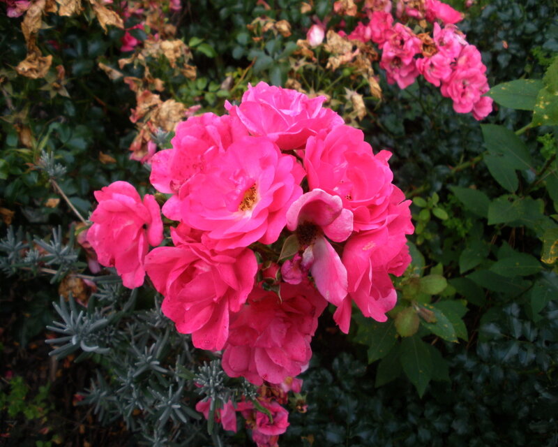 Pink Roses in Bloom — Natural