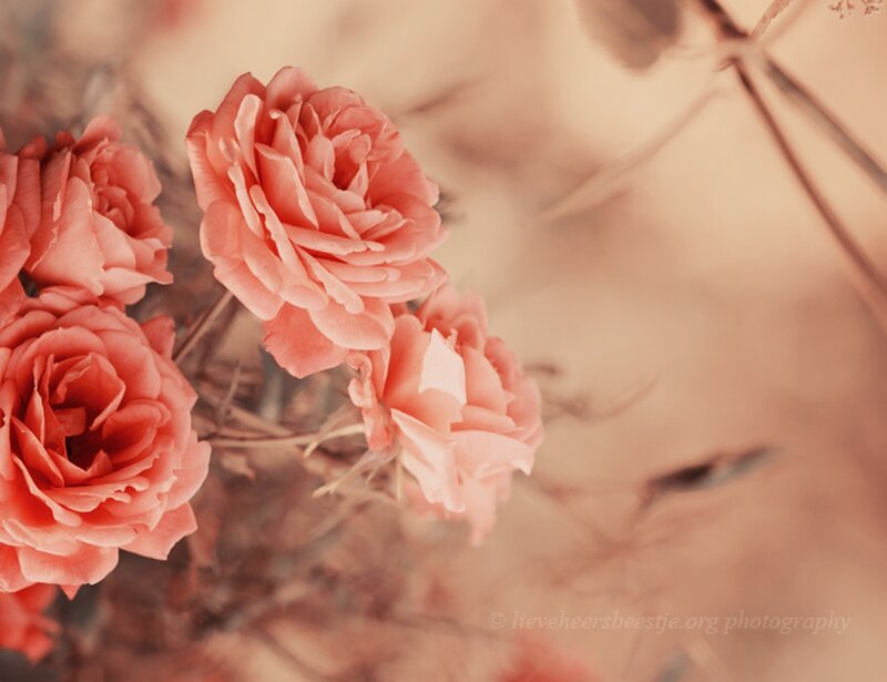 Pink Roses in Bloom — Peach, Serene, Photograph